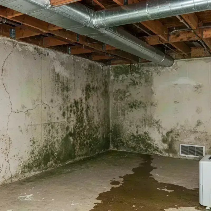 Professional Mold Removal in Cicero, IL